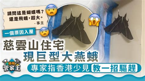 飛蛾入屋先人|【飛蛾 入 屋 寓意】飛蛾入屋寓意大吉凶？先人暗示「兩事」恐發。